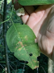 Euonymus atropurpureus