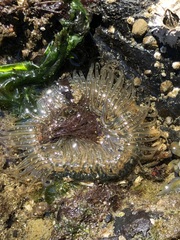 Anthopleura artemisia