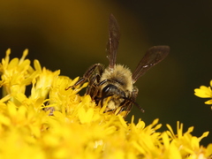 Andrena hirticincta