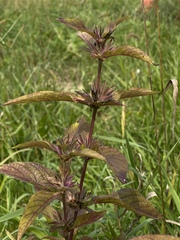 Ruellia strepens