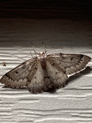 Nepytia pellucidaria