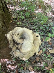 Trametes aesculi