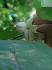 Euonymus atropurpureus