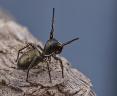 Tutelina similis