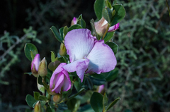 Podalyria leipoldtii