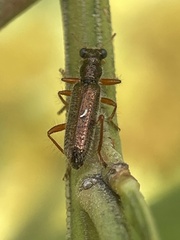 Lemidia subaenea