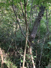Euonymus atropurpureus