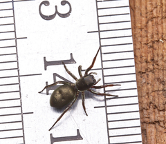 Tutelina similis