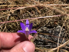 Brodiaea coronaria