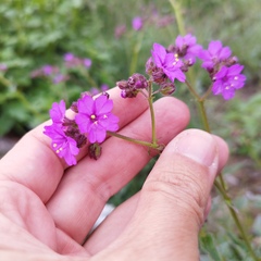Mirabilis viscosa