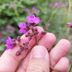 Mirabilis viscosa