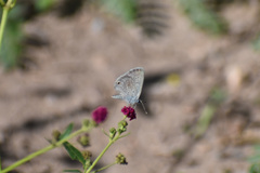 Hemiargus ceraunus astenidas