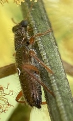 Lemidia subaenea