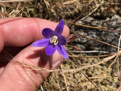 Brodiaea coronaria