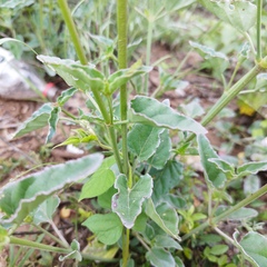 Mirabilis viscosa