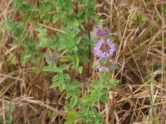 Mentha pulegium