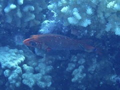 Sargocentron spiniferum