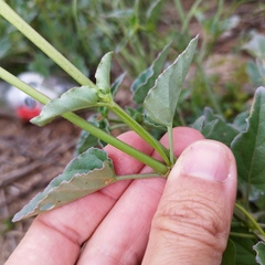 Mirabilis viscosa