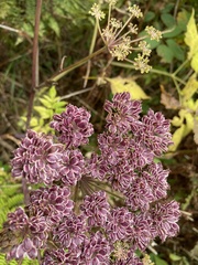 Angelica triquinata