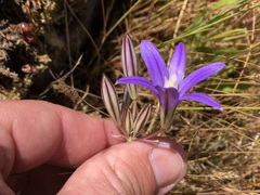 Brodiaea coronaria