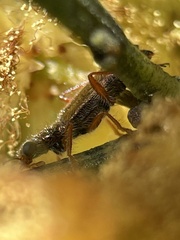 Lemidia subaenea