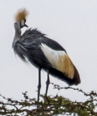 Balearica regulorum