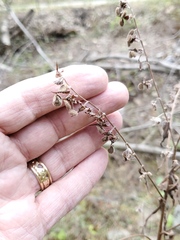 Cynoglossum officinale