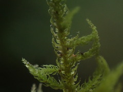 Claopodium bolanderi