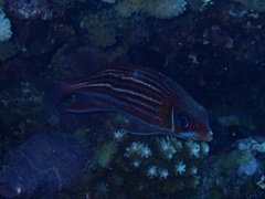 Sargocentron microstoma