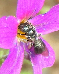 Xylocopinae