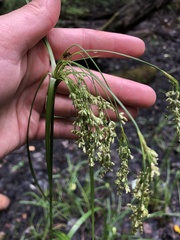 Scirpus cyperinus