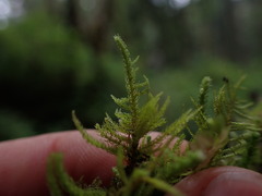 Claopodium bolanderi