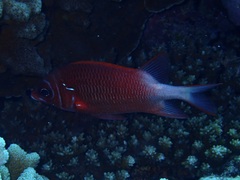Sargocentron caudimaculatum