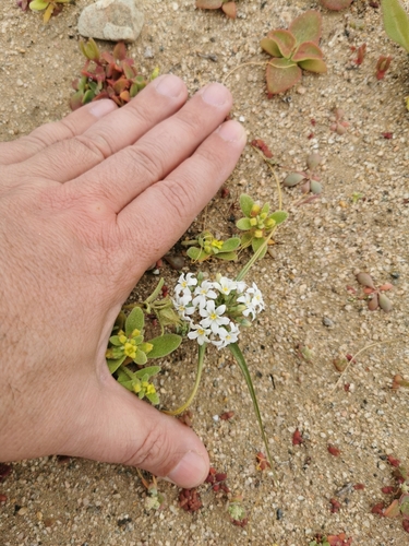 Zephyra compacta (Zephyra compacta)