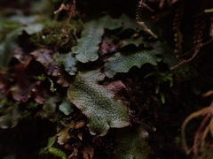 Conocephalum conicum