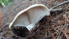 Lactifluus deceptivus