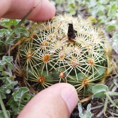 Coryphantha radians