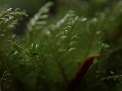 Plagiochila gracilis