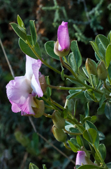 Podalyria leipoldtii