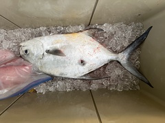 Trachinotus falcatus