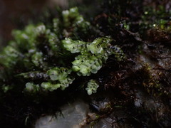 Scapania undulata