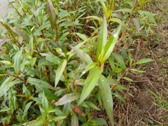 Persicaria segetum