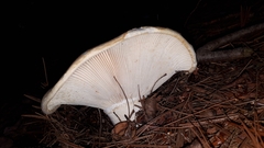 Lactifluus deceptivus
