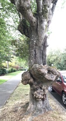 Agrobacterium radiobacter