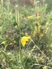 Calochortus barbatus