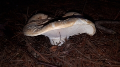 Lactifluus deceptivus
