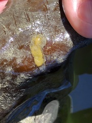 Botrylloides violaceus