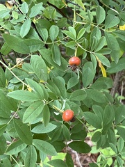 Rosa palustris