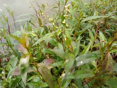 Persicaria segetum