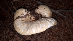 Lactifluus deceptivus